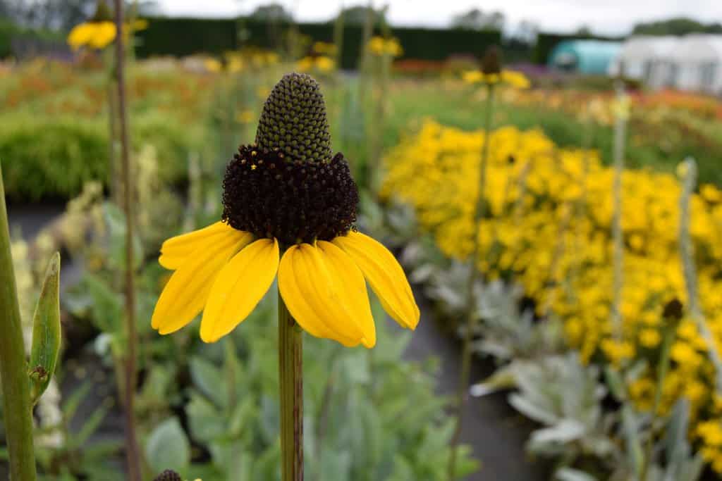 Rudbeckia maxima ---